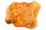 Huge Detailed Fossil Wasp (Torymidae) in Baltic Amber #367259-1